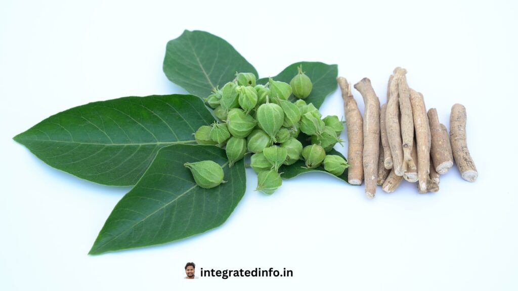 अश्वगंधा