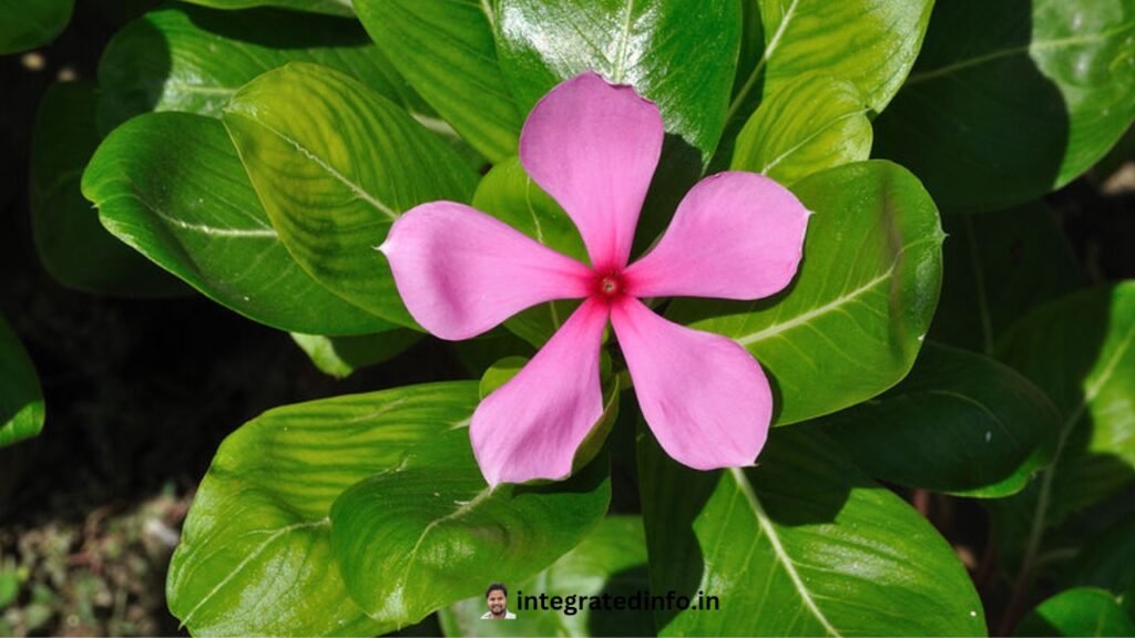 Catharanthus