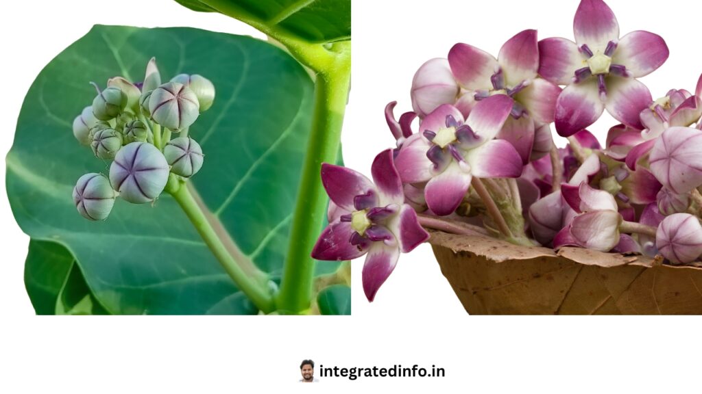 आक