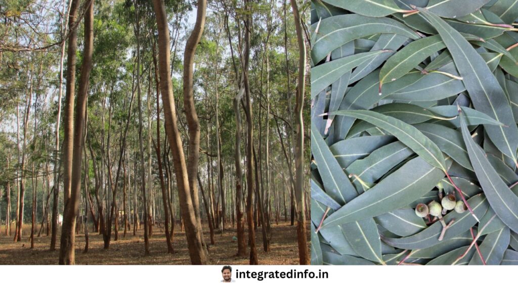 यूकेलिप्टस leavse