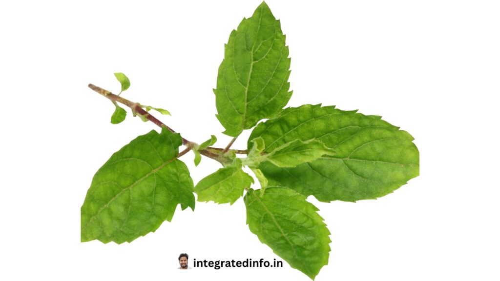 Tulsi