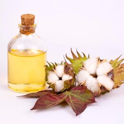 cotton-plant-ball-cotton-oil_693630-4058