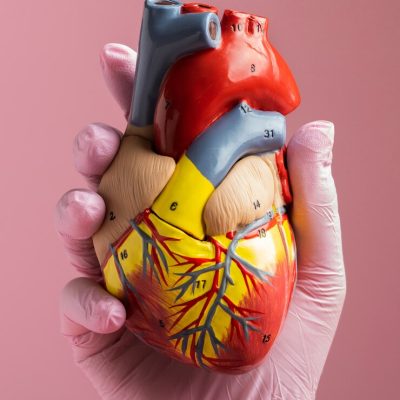 person-holding-anatomic-heart-model-educational-purpose_23-2149894442